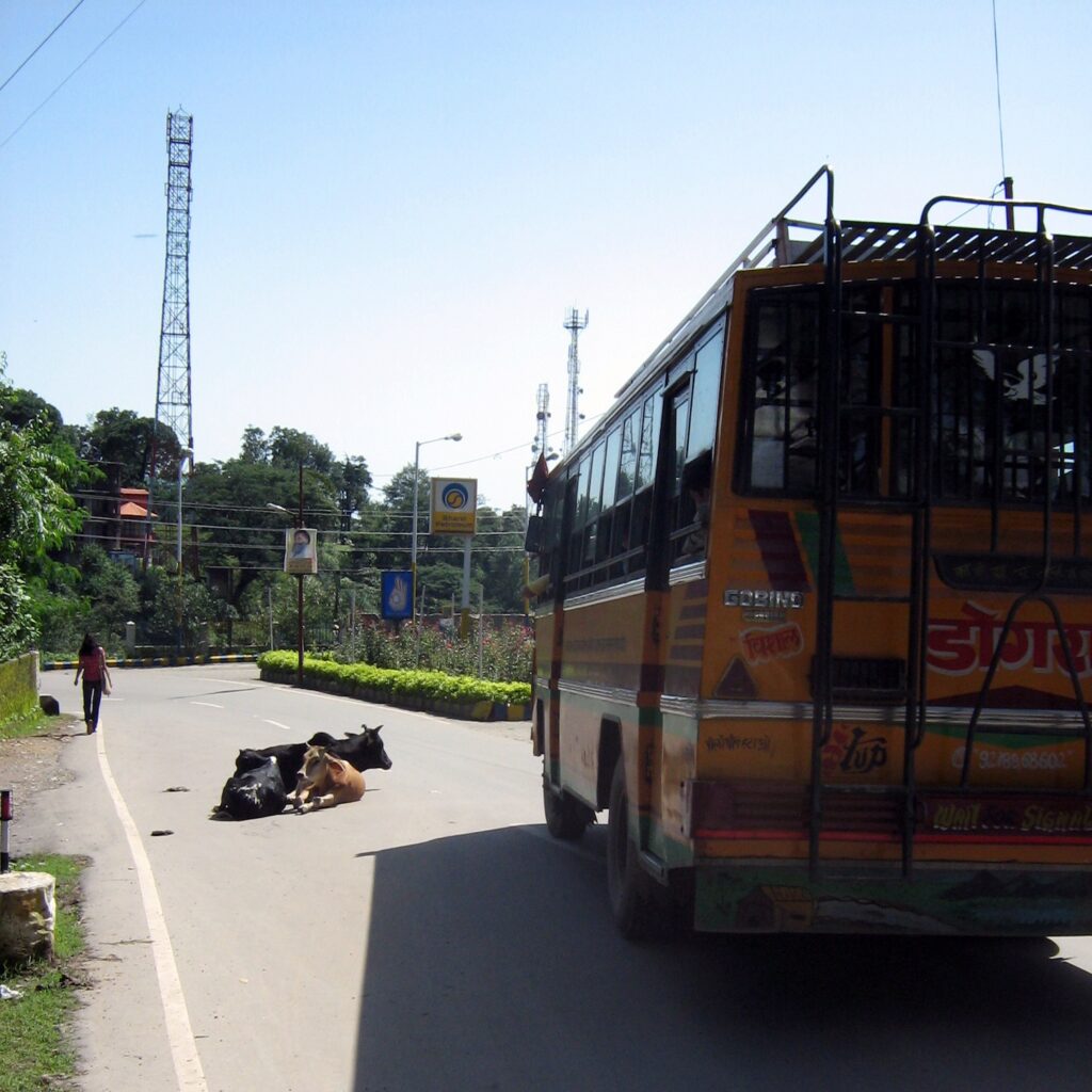 Just outside the railroad station in Dharamshala, cows lying on the road and a passing bus