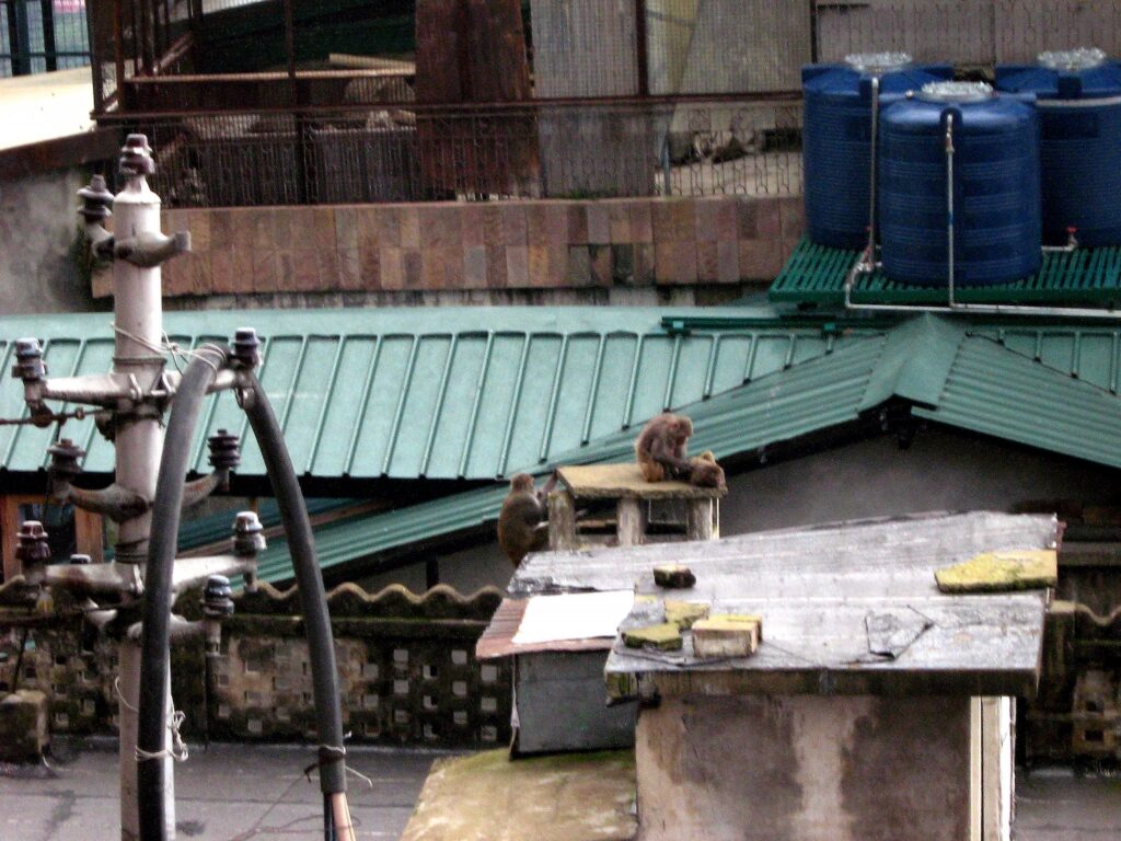 Shimla rooftops with monkeys living on them