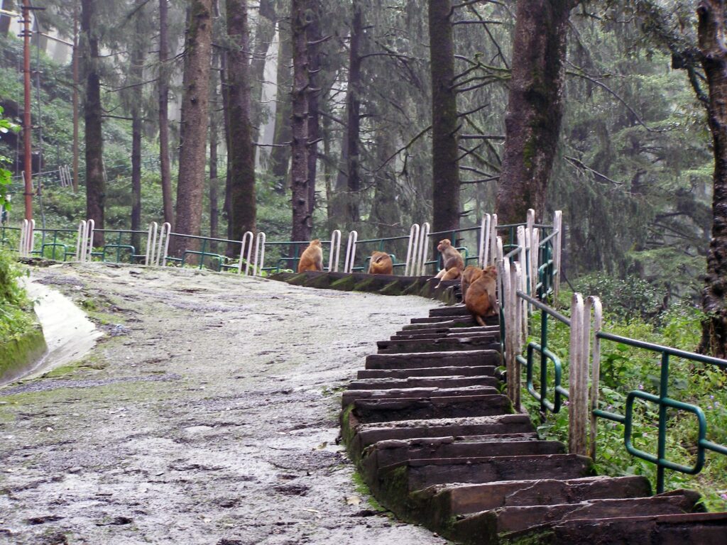 Shimla: monkeys sitting on the path to Hanuman temple